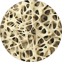 Bone Tissue